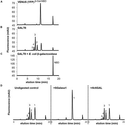 Biochemical and Functional Characterization of GALT8, an Arabidopsis GT31 β-(1,3)-Galactosyltransferase That Influences Seedling Development